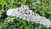 1.75" Royal Silver Crystal Tiara-Something Ivy